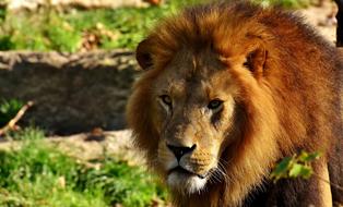 dangerous lion with fluffy mane in tierpark hellabrunn