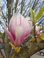 a big, big bud on a tree.