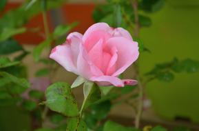 Pink Rosebush Green Leaf Nature