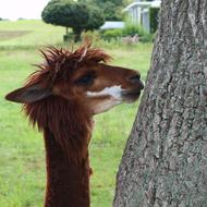 portrait of Lama Brown Animal