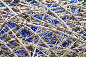 Blue Wood branches Texture