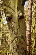 funny tree in the forest