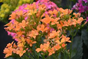 Flowers Orange Kalanchoe