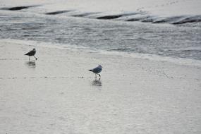 Animal Seagull Bird