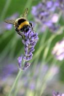 bumblebee on a flower