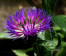 Flower Purple Floral