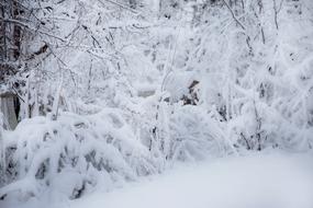 Winter Snowy Cold forest trees