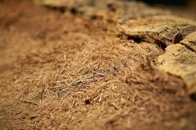 Yellow Hay Abstract