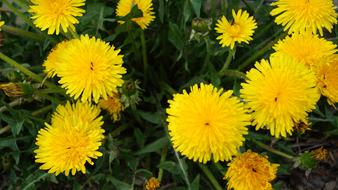 yellow dandelions green species