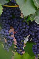 Grape Red Grapes Fruit