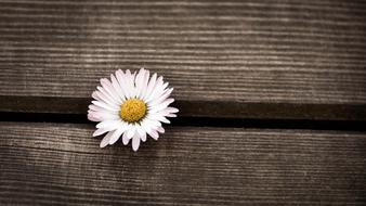 flower at Wood Background