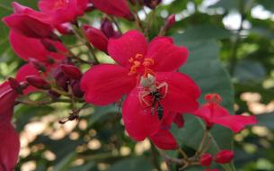 Spider Bee Fight