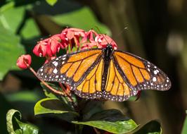 Cuba Habana Butterfly