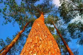 Tree Nature Wood