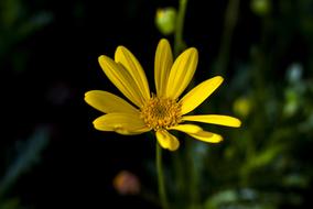 Nature Flower Plant