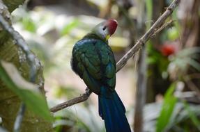 Tauraco Erythrolophus