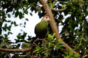 Tauraco Erythrolophus