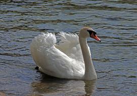 Swan Bird Waters