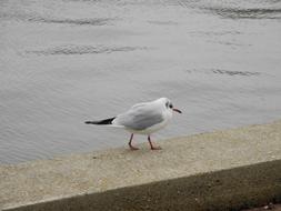 Seagull Red Beak Legs