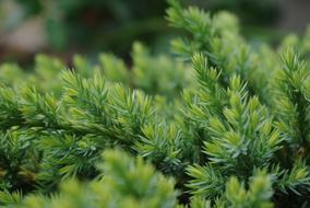 green tree branches close up