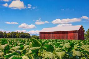 Agriculture Farm Sky