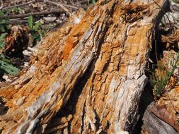 rotten tree trunk un ground