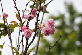 forest blossom