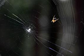 Cobweb Spider Araneus