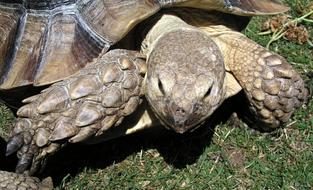 Tortoise Reptile Animal