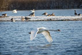 Swan Bird Waters