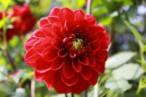 Nature Garden Plant