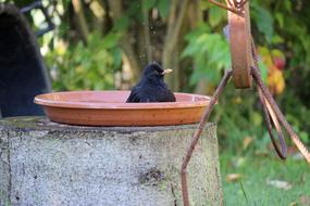 black crow in a bucket