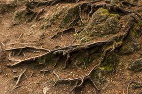 The Roots Of Forest Structure
