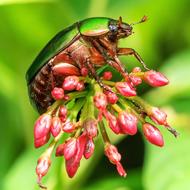 Bugs Insect Flower