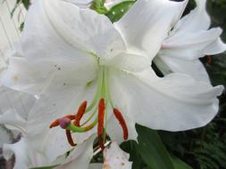 white open flower
