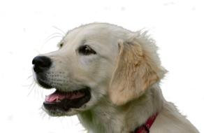 Golden Retriever Isolated Dog