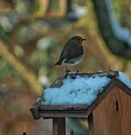 Bird Fauna Nature