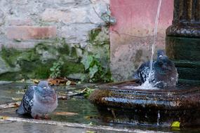 Fountain Wet Bird