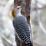 Woodpecker Bird Wildlife