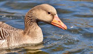Goose Water Bird