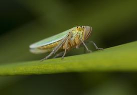 Insect Nature