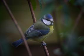 Bird Animal World Nature