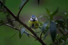 blue tit Bird in Nature