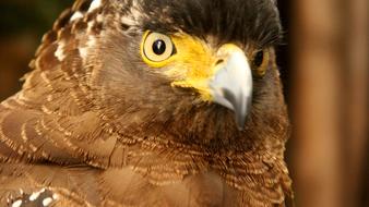 Bird Wildlife Nature