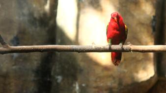 red bird parrot on a branch