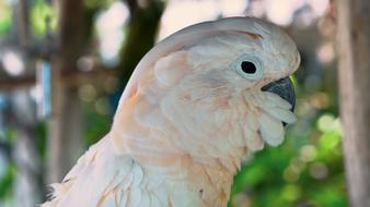 Bird Feather Parrot