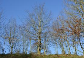 Tree Bare Trees Leafless
