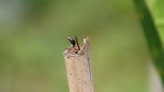 Image Nature Insect