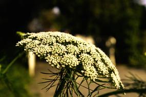 Sheep Sheaf Blossom Bloom