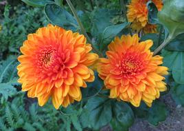 Flower Garden Dahlia